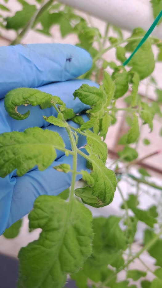 السلام عليكم ما سبب احتراق حافة الورقة في نبات الطماطم خاصة في قمة النبات